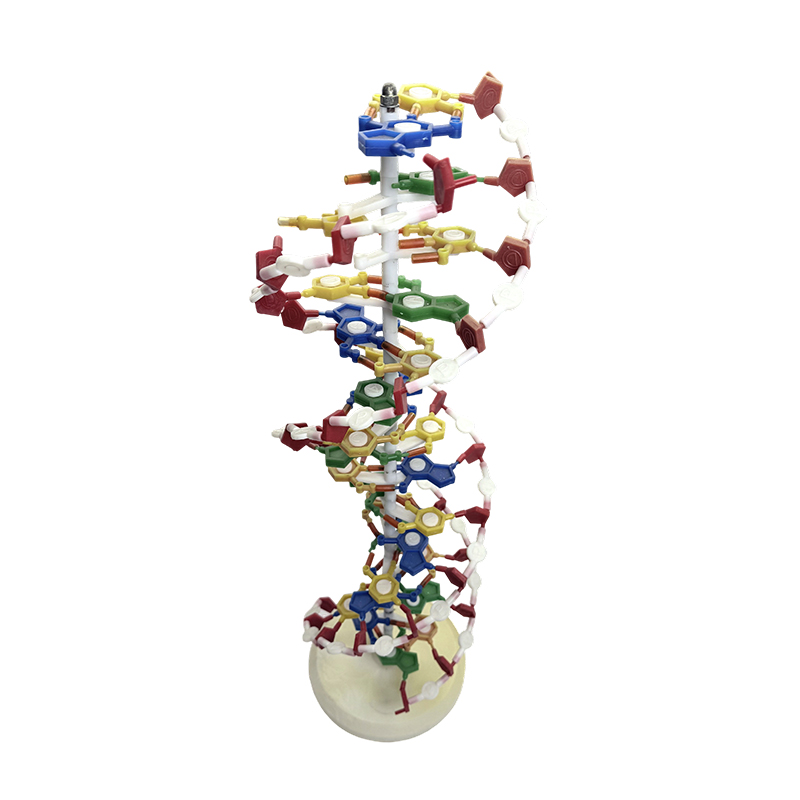 Modelo de DNA, modelo de dupla hélice de DNA, modelo médico de dupla hélice de cor de DNA