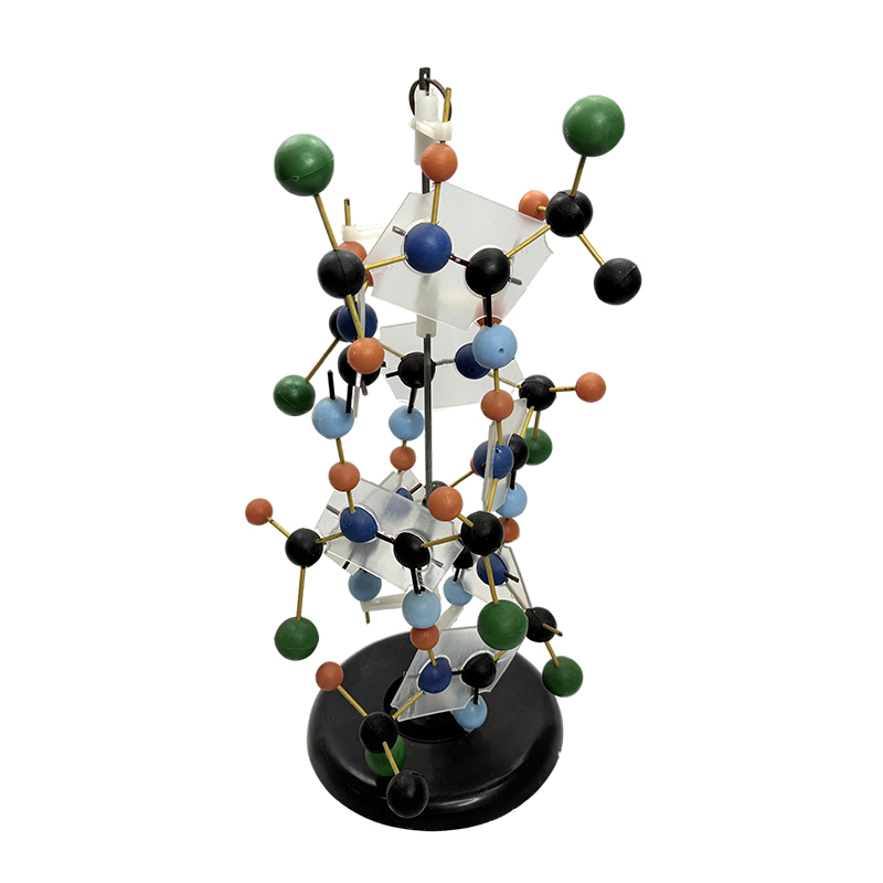 Equipamento educacional modelo de estrutura de DNA modelo biológico 