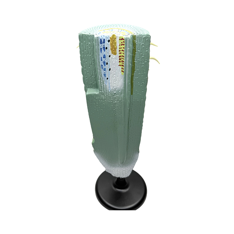 Equipamento educacional modelo de corte longitudinal de raiz de planta/modelo anatômico modelo de raiz de planta