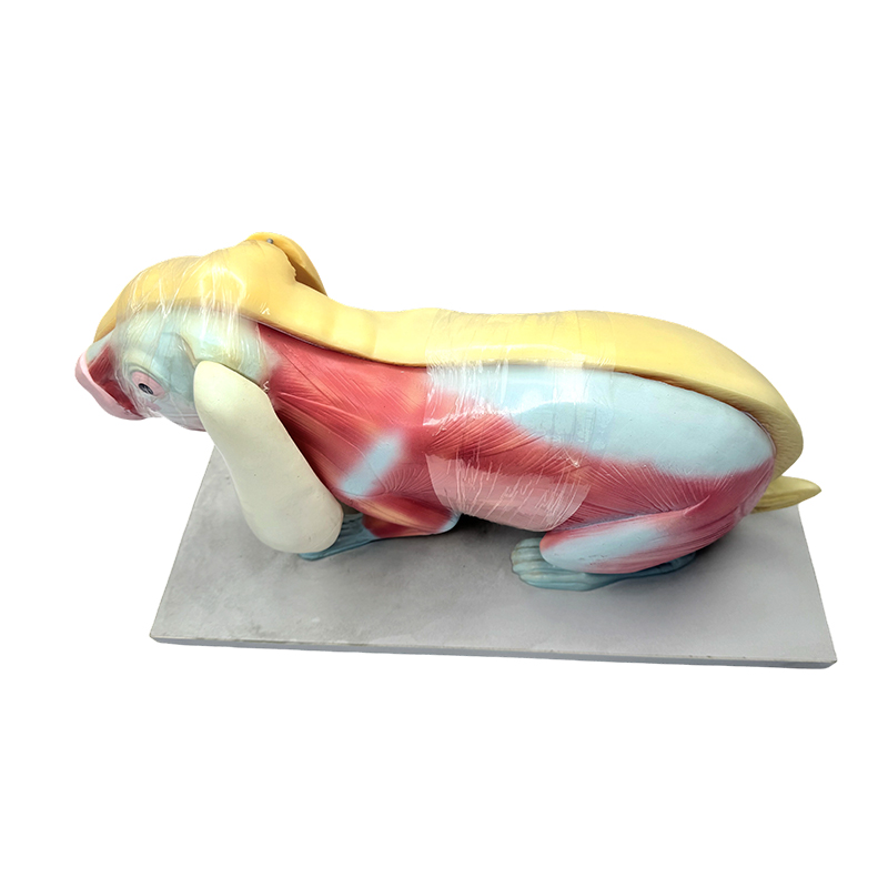 Modelo de ensino de biologia modelo de anatomia de coelho