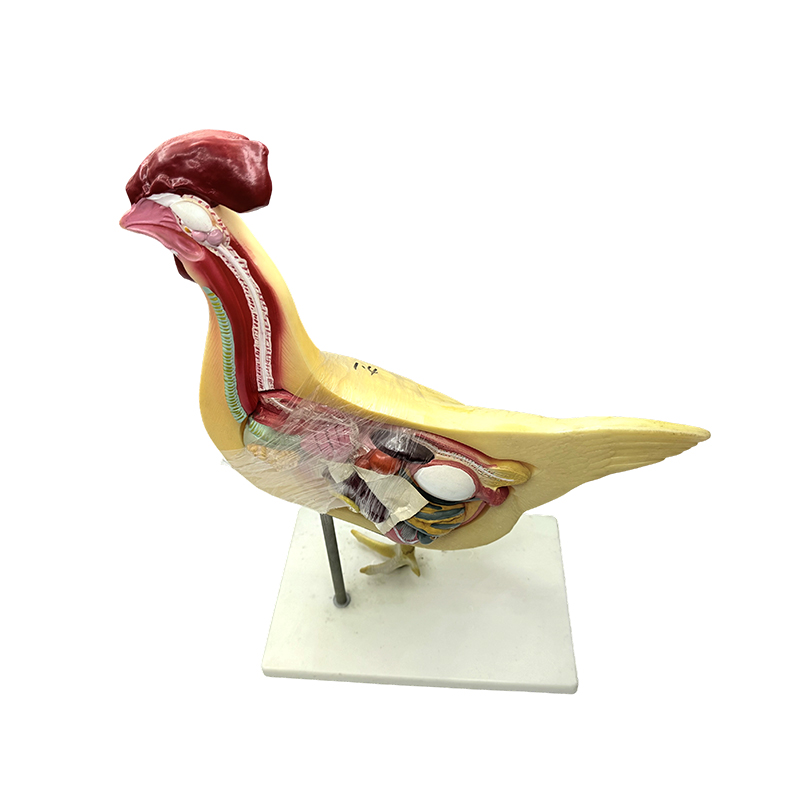 Modelo de frango, universidade natural, ciências médicas, biologia, modelo de ensino, instrumento de ensino, modelo de anatomia de aves