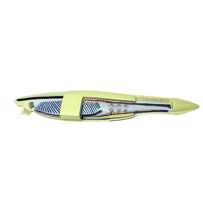 Modelo de peixe anfioxo de plástico para modelo biológico