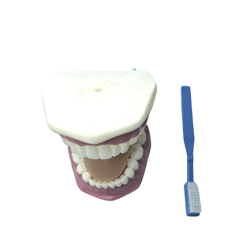 Modelo de dente usado para demonstrar o uso de escovas de dente pelas crianças para escovar os dentes