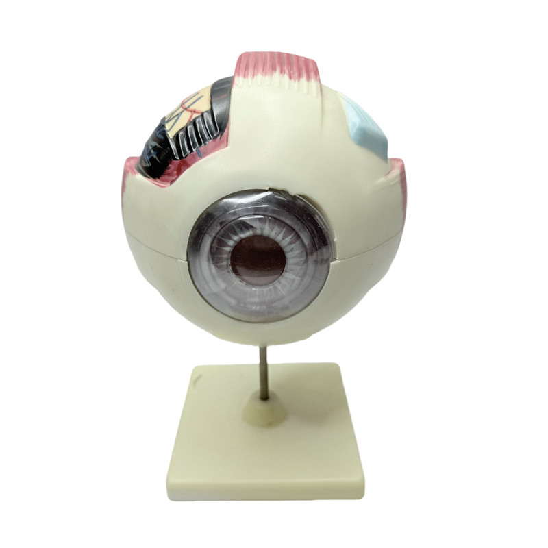 Modelo de olho anatomia modelo de olho instrumento de aprendizagem médica 6x ampliação modelo de anatomia do olho