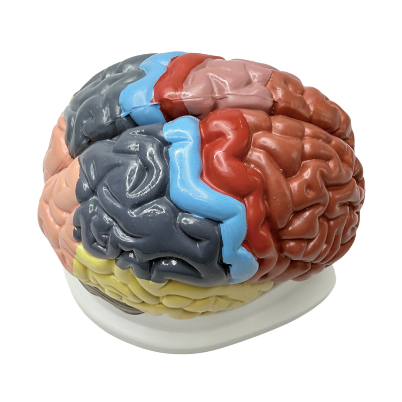 Auxiliares de ensino coloridos 1:1 removíveis exibem áreas funcionais do cérebro, cores anatômicas e modelos cerebrais coloridos