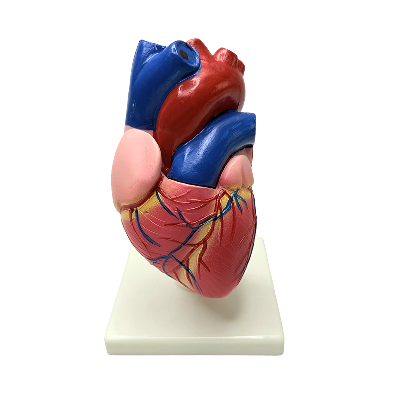 Modelo de estrutura cardíaca de tamanho natural de órgãos do corpo humano anatomia