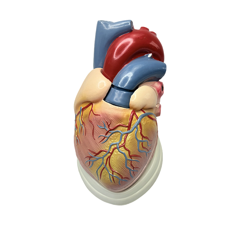 Ensino de ciências médicas modelo de anatomia 3X modelo de coração humano