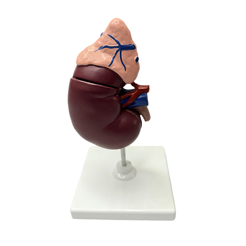 Modelos renais e adrenais modelo anatômico do corpo humano modelo médico ensino anatômico