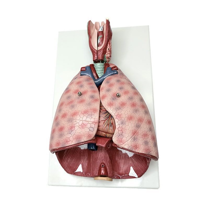 Modelo de anatomia pulmonar com laringe (7 partes) modelo de ensino médico humano modelo anatômico humano