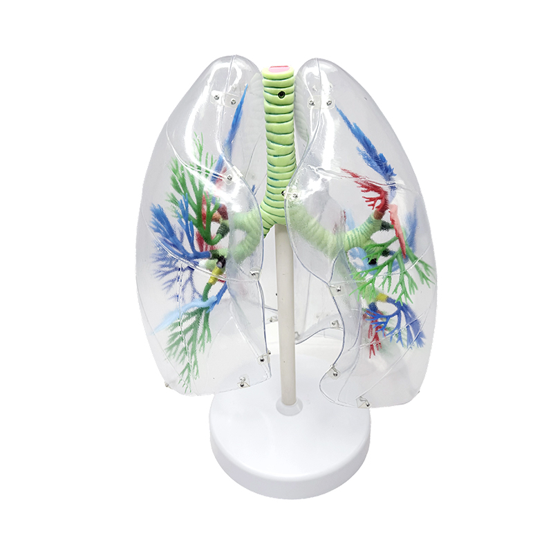 Modelo de pulmão humano ampliado, modelo anatômico segmentar humano, órgãos respiratórios humanos, modelos anatômicos transparentes