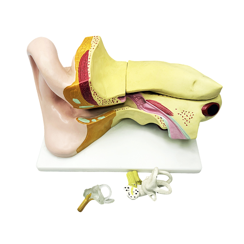 Modelo de anatomia do ouvido humano Modelo de anatomia do ouvido Modelo de anatomia do ouvido