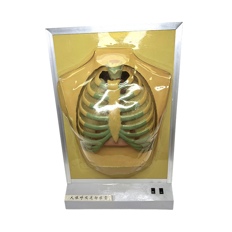 Equipamento de ensino modelo de órgão humano modelo de anatomia pulmonar auxiliares de ensino médico simulador de movimento respiratório