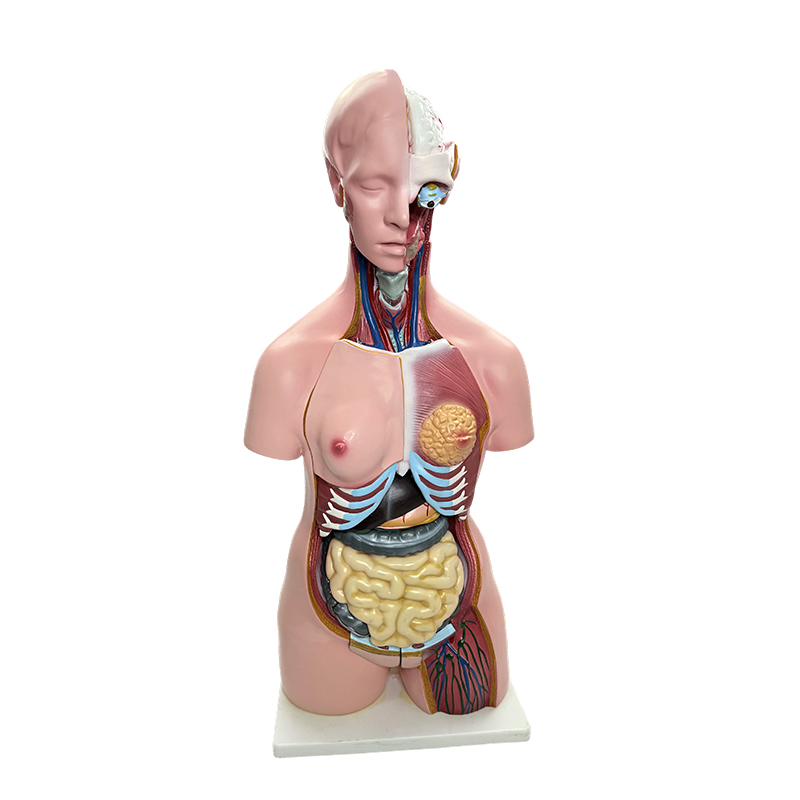 Demonstração do gênero do corpo humano, simulação de modelo de torso de órgãos humanos, ensino de anatomia médica de 85 cm