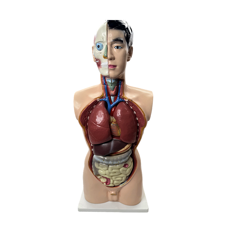 Modelo de anatomia médica modelo de torso masculino de 85 cm