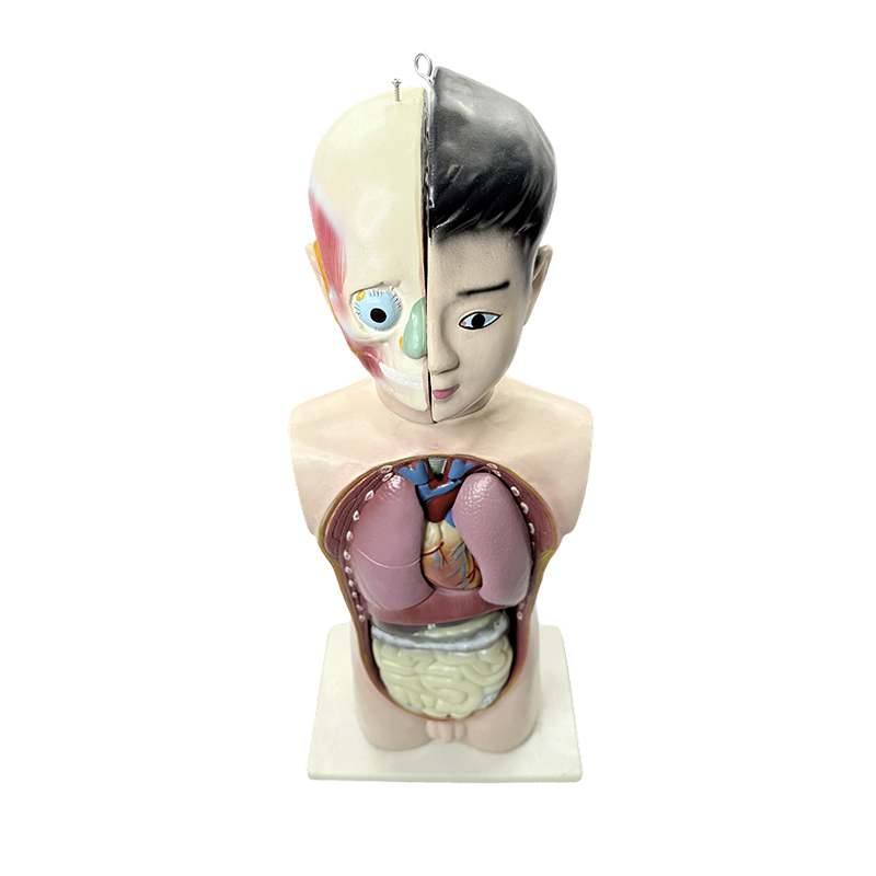 Modelo de torso de meio corpo adolescente humano 65cm modelo de torso anatômico de biologia médica