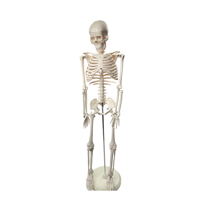 Modelo esquelético humano 85cm