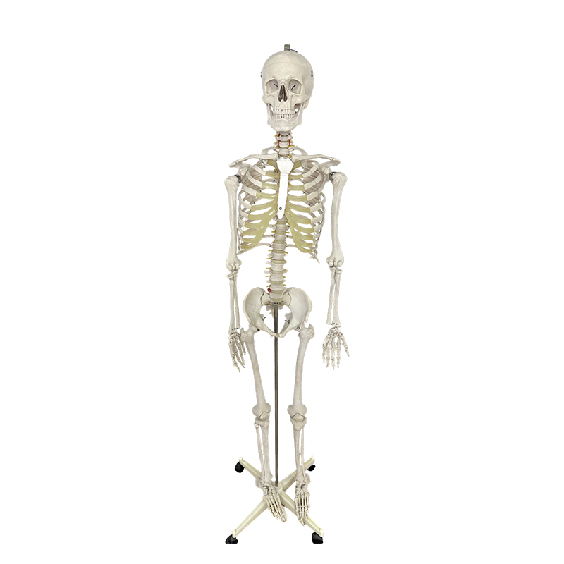 Modelo esquelético humano 170cm