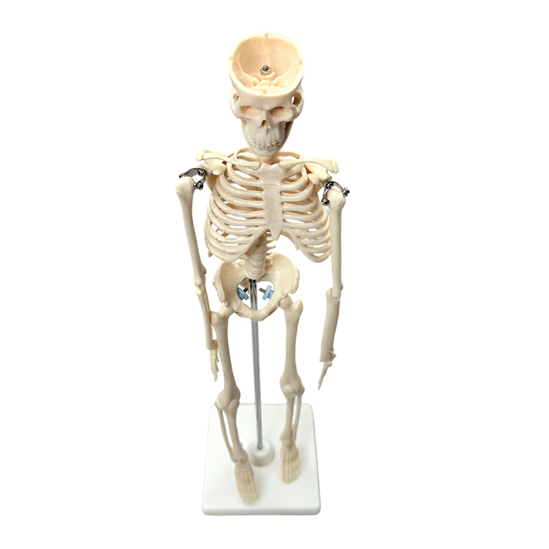 Modelo esquelético humano 42cm