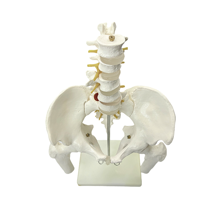Ensino médico do modelo de anatomia óssea pélvica humana