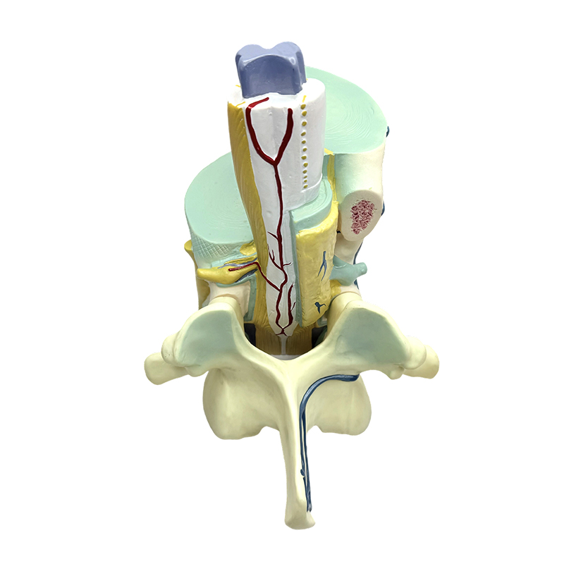 Modelo de ensino biomédico modelos parciais espinhais e vertebrais