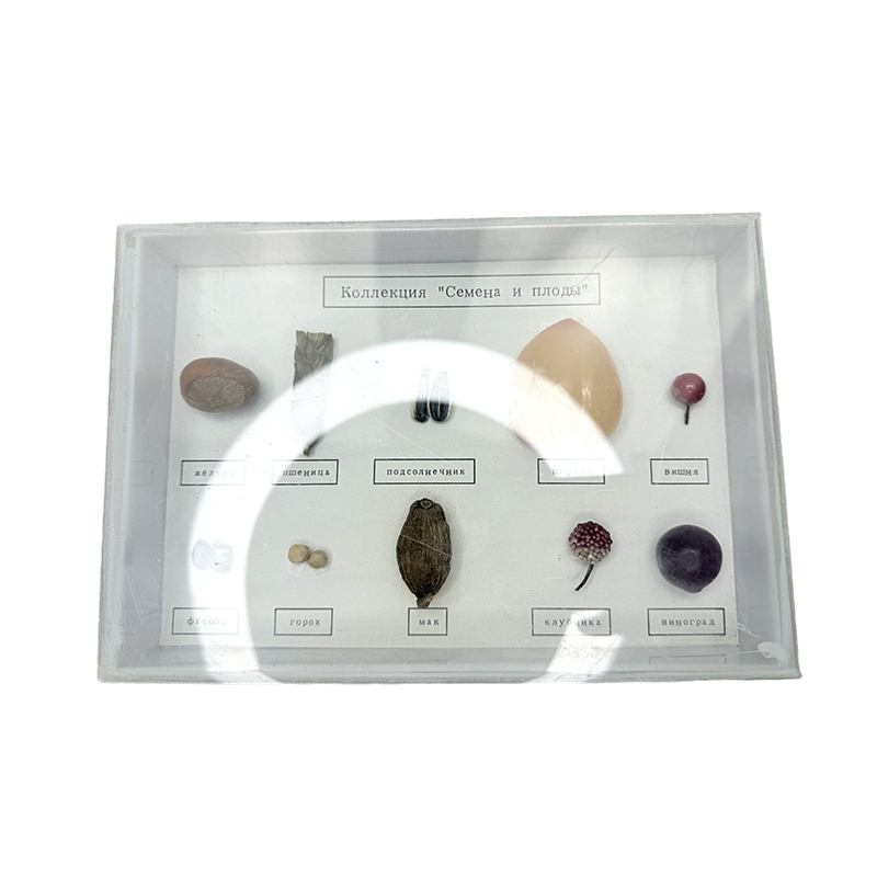 Espécime de planta e sementes, laboratório escolar, amostra, material didático, aprendizagem