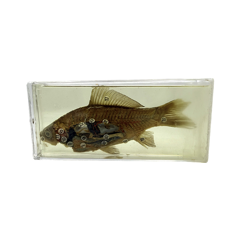 Espécimes biológicos para fins de ensino e pesquisa, espécimes de peixes
