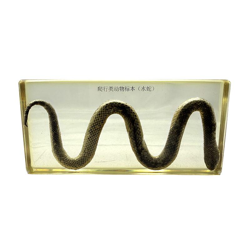 Espécimes biológicos de cobra d'água