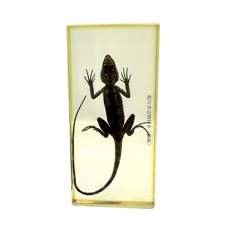 Espécime educacional de lagarto