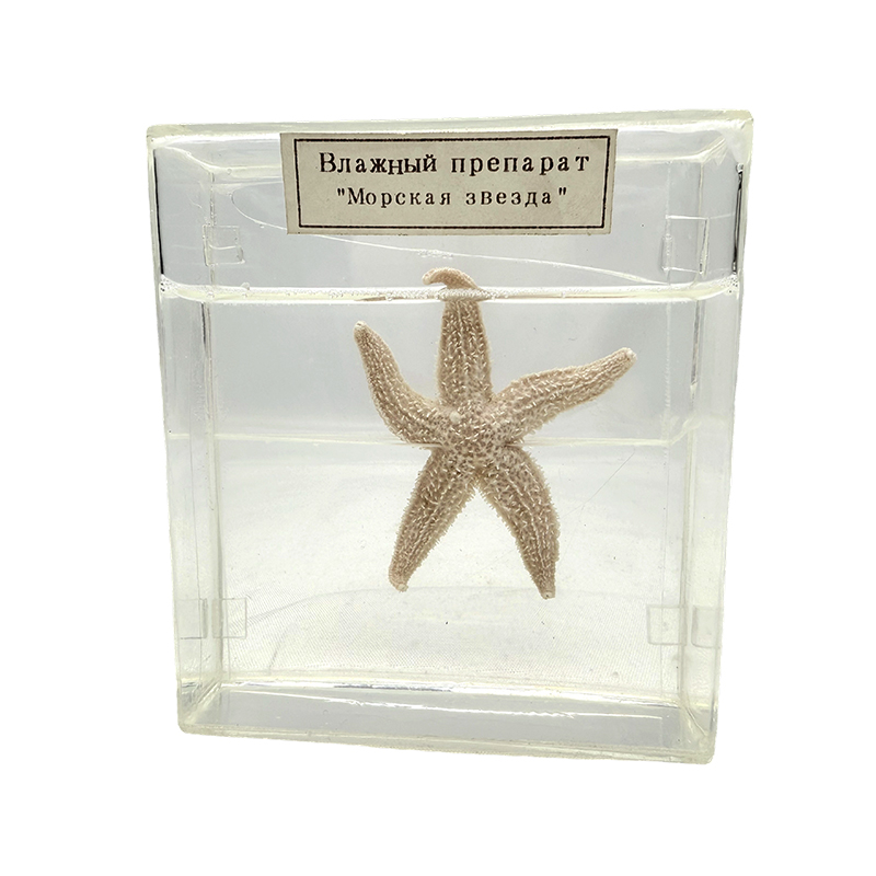 Espécime biológico de estrela do mar