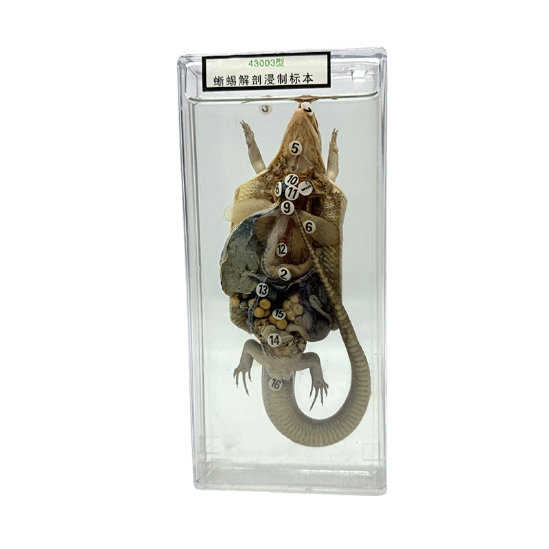 Espécimes de anatomia animal exibidos no ensino escolar, espécimes de anatomia de lagartos