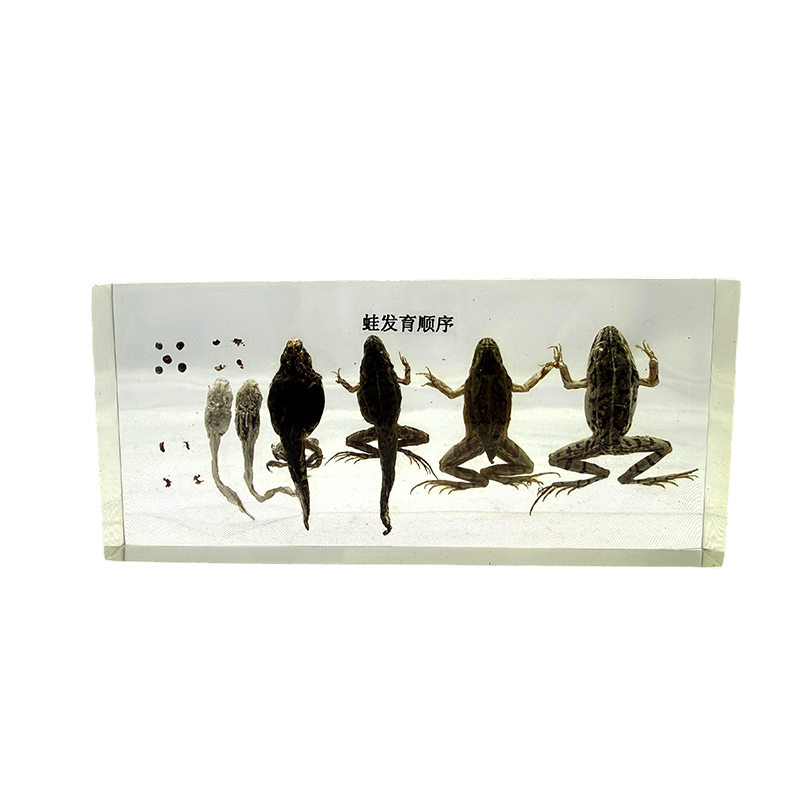 Espécime de desenvolvimento de sapo, anatomia animal, espécime biológico