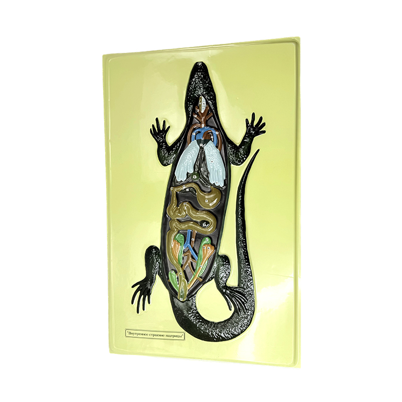 Modelo em relevo de lagarto