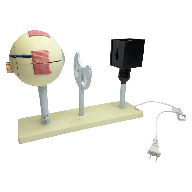 Equipamento de ensino oftalmoscópio modelo de olho humano demonstrador de princípio de imagem do globo ocular ensino modelo de olho humano